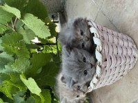 35 Günlük Safkan British Shorthair Yavruları Yuva Arıyor