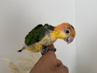 BEBEK KAYIK PAPAĞANI PORTAKAL KAFA