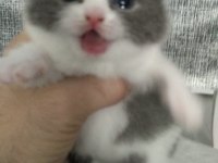Scottish fold yavrular