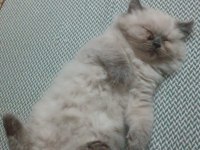 Tatlı british longhair yavruyu sahiplendiriyorum
