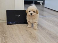 Maltipoo yavrularımın iddiasına bir bakın
