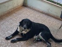 KÖPEKLERİMİZE BERABER YAŞAYACAK AİLE ARIYORUZ