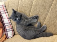 3.5 aylık british shorthair aşıları yapıldı