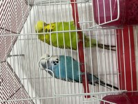 Jumbo Muhabbet Kuşları Takım