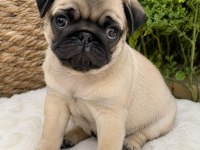 Sağlıklı Pug Bebek