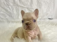 Renkli Gözlü Irk Garantili French Bulldog Yavrularım