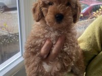Poodle toy poodle köpekler
