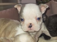 9 Ekim doğumlu french bulldog maviş bebekler