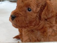 Erkek minyatür poodle