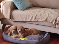 antialerjenik tüy dökmeyen cavapoo kızı