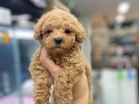 IRK GARANTİLİ MALTİPOO YAVRULARI
