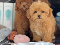 Toy Poodle Yavrum