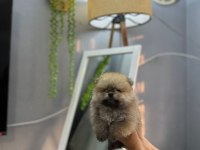 Pomeranian Boo Erkek Ve Dişi Yavrularımız