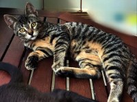 KEDİLER 15 GÜNLÜKKEN ANNELERİNİ KAYBETTİLER