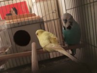 3 TAKIM JUMBO MUHABBET KUŞU SULTAN PAPAĞANI TAKAS OLUR