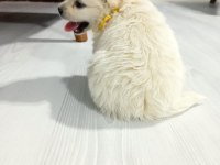 Yavrular yeni yuvalarını arıyor terrier
