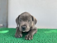3 Aylık Cane Corso Yavrular