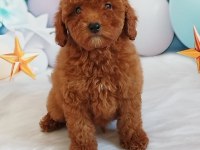 Red Brown Poodle Yavrumuz