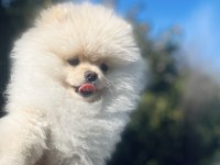 Ayı surat pomeranian boo erkek