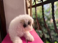 60 günlük orjinal maltese terrier