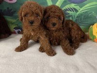 Ruhsatli Köpek Çiftliğinden Toy Poodle Yavrularımız