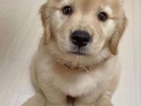Bebek yüz golden retriever yavrular 2 aylık