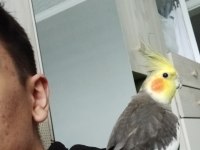 Evcil konuşan erkek Sultan