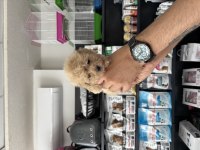 Tea cup dişi Maltipoo bebeklerimiz