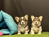 Pembroke Welsh Corgi Yavruları - Club K9 Güvencesiyle