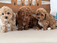 Ankaranın  en seçkin maltipoo yavruları