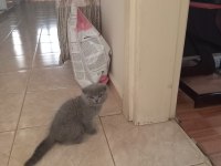 Erkek scottish fold