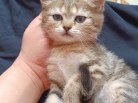 Acil Uyguna Safkan British Shorthair Silver