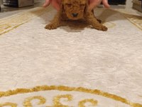 KIVIR KIVIR TOY POODLE