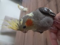 Bebek sultan papağanlar