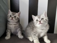British shorthair silver tabby yavrular