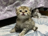 Uysal Scottish Fold