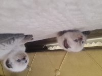 Yavru kediler dişi ve erkek