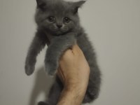British Shorthair Yavrularımız
