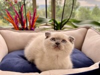 Oyuncu sağlıklı british longhair yavrularım teslime Hazır