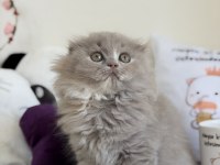 Lilac Scottish Fold