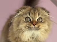 Highland scottish fold