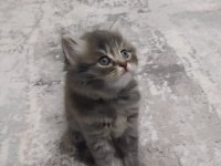 Sahiplendirme scottish fold