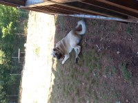 Soylu kangal yavruları