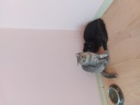 Scottish fold kittens