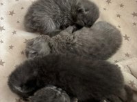 Masal Gibi 4 Scottish Fold Yavrumuz Yeni Yuvasını