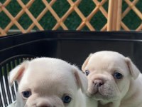 Balıkesir Kaliteli French Bulldog Yavrular
