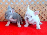 LİLAC AND PLATINUM DİŞİ VE LİLAC TAN QUAD FRENCH BULLDOG