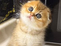 Scottish fold yuvam olur musunuz?