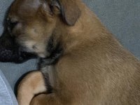 Küçük Irk fino yavru ev köpeği