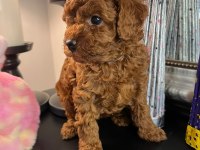 Kore kan poodle köpekler